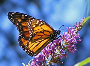 butterfly-small